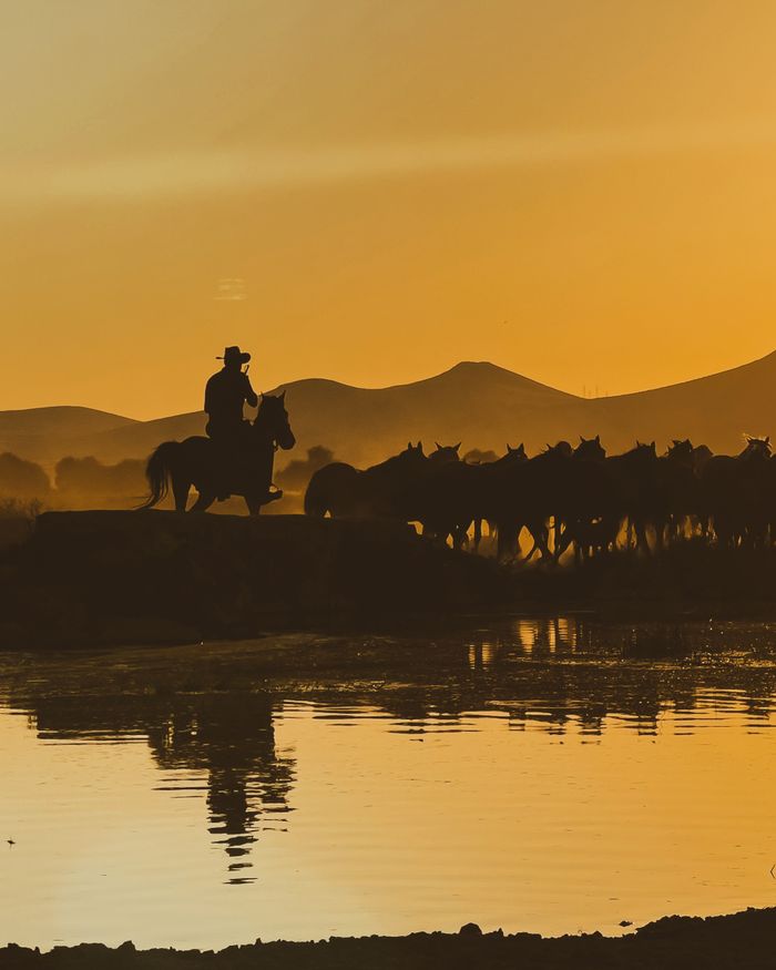 The Art of Drawing Readers In: Your attractive post title goes here A cowboy and his horse lead a herd past a reflective water at sunset in Hacılar, Kayseri.